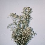 The Future Is Analog. Fotografía analógica e híbrida Mai Ibargüen. Flores