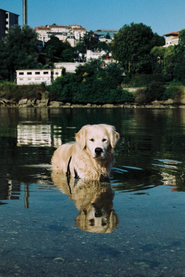 The Future Is Analog. Fotografía analógica e híbrida Mai Ibargüen. LifeStyle. Viajes. Perro. Golden Millmess