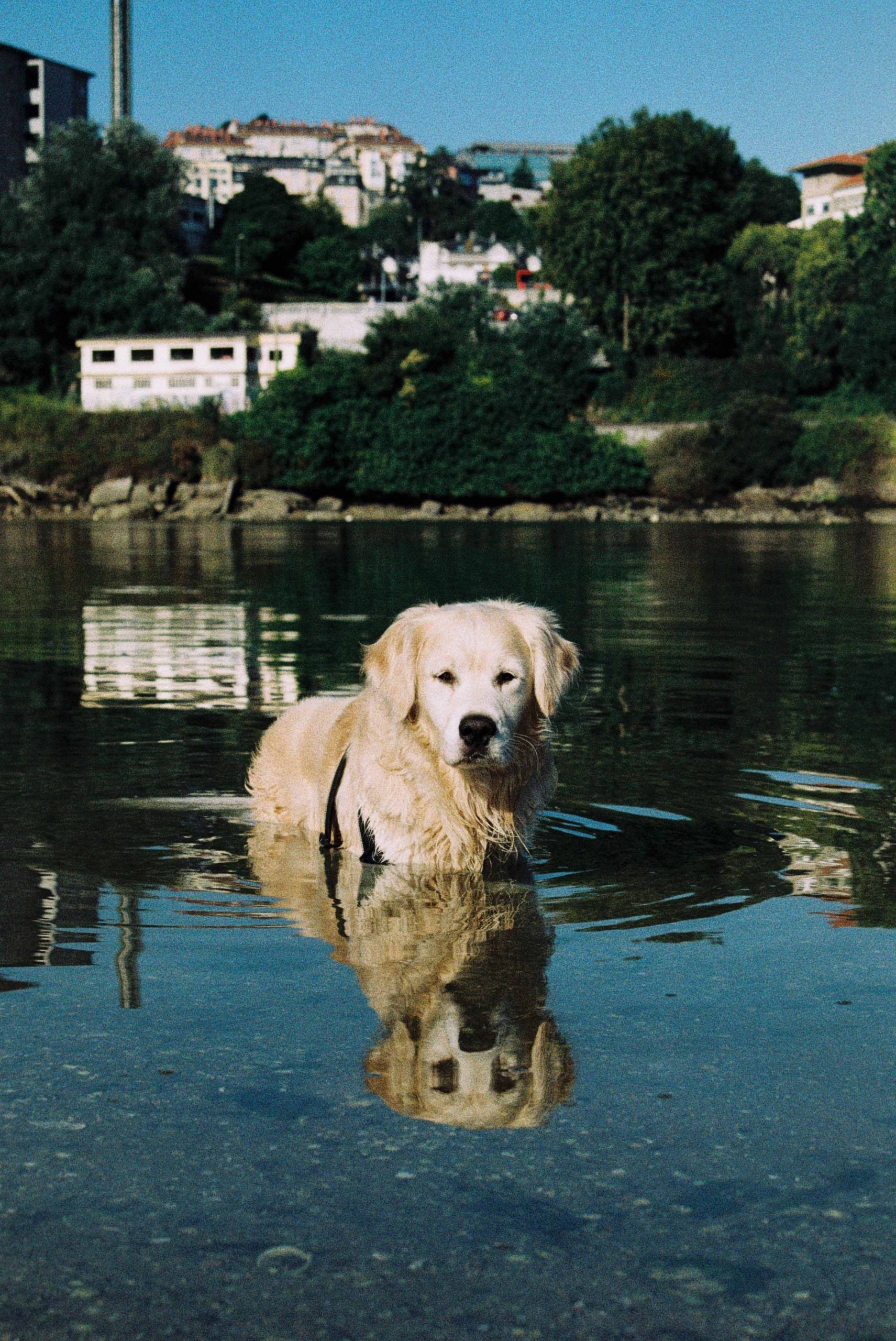 The Future Is Analog. Fotografía analógica e híbrida Mai Ibargüen. LifeStyle. Viajes. Perro. Golden Millmess