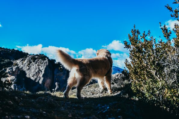 Morii. Fotografía y diario visual Mai Ibargüen Naturaleza Paisaje Golden Retriever