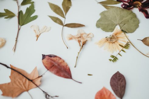 Plantas para cianotipia_Atrapaluz_MaiIbargüen_Fotografía_Zaragoza