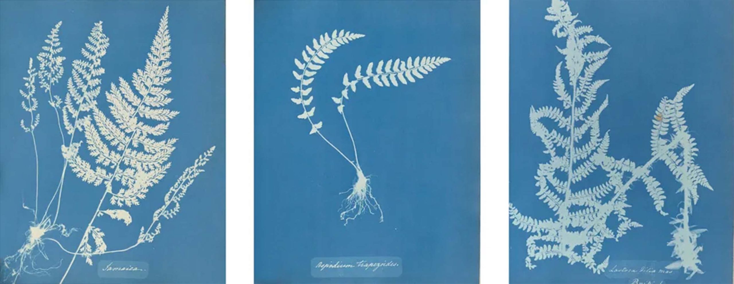 Cianotipia_Blog_Atrapaluz_AnnaAtkins